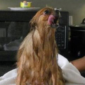 Meet your Posher, Lilly